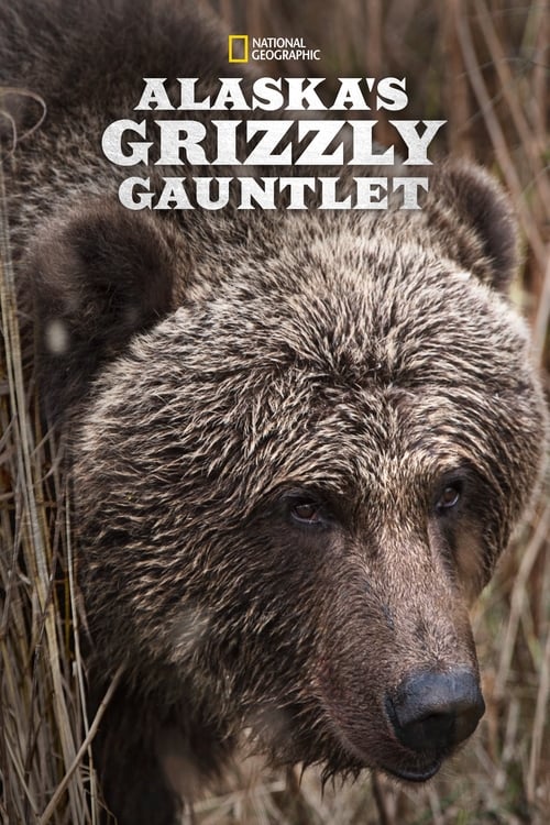 Alaska’s Grizzly Gauntlet : 1.Sezon 1.Bölüm