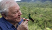 Attenborough’s Life in Colour izle