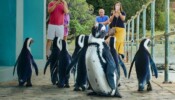 Penguin Town izle